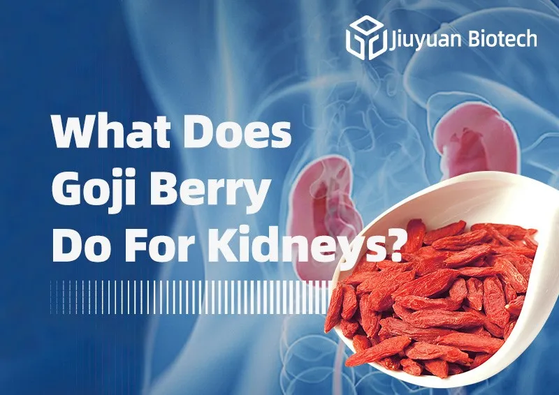 What Does Goji Berry Do For Kidneys? What Does Goji Berry Do For Kidneys?
